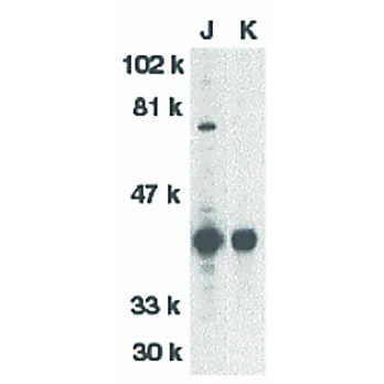 DFF40 Antibody nterm 100µg