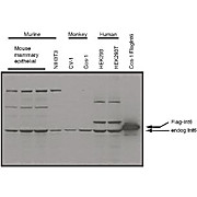 Anti-eIF3S6/Int6 (RABBIT) Antibody, 25µL, Liquid (sterile filtered)