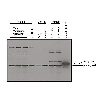 Anti-eIF3S6/Int6 (RABBIT) Antibody, 25µL, Liquid (sterile filtered)