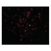 EBI3 Antibody 100µg