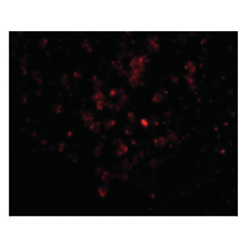 EBI3 Antibody 100µg