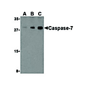 Caspase-7 cterm Antibody 100µg