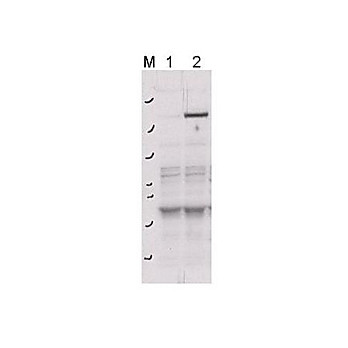 Anti-ROCK-2 (Rho-associated Protein Kinase-2) pY256 (RABBIT) Antibody, 100µg, Liquid (sterile filtered)