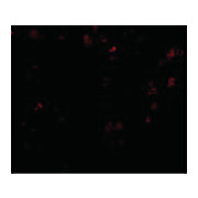 EVER1 Antibody internal 100µg