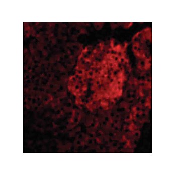 IL-23 Antibody nterm 100µg