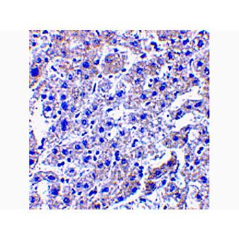 Anti-Caspase-14 (RABBIT) Antibody, 100µg, Liquid (sterile filtered)