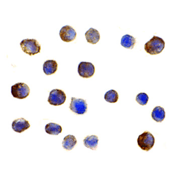 IRF3 Antibody internal 100µg