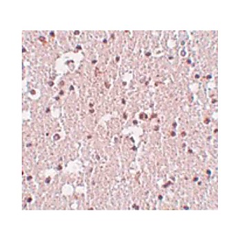Anti-FRMPD3 (RABBIT) Antibody, 100µg, Liquid (sterile filtered)