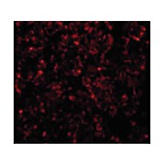 Anti-GOLPH3 (RABBIT) Antibody, 100µg, Liquid (sterile filtered)