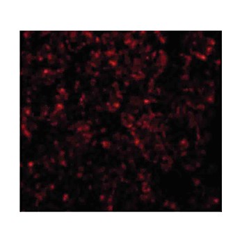 Anti-GOLPH3 (RABBIT) Antibody, 100µg, Liquid (sterile filtered)
