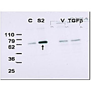 Anti-SMAD2 (RABBIT) Antibody, 100µg, Liquid (sterile filtered)