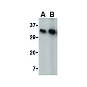 Anti-KAI1 (RABBIT) Antibody, 100µg, Liquid (sterile filtered)