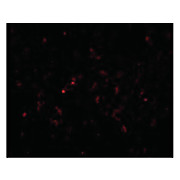 Anti-GSTP1 (RABBIT) Antibody, 100µg, Liquid (sterile filtered)