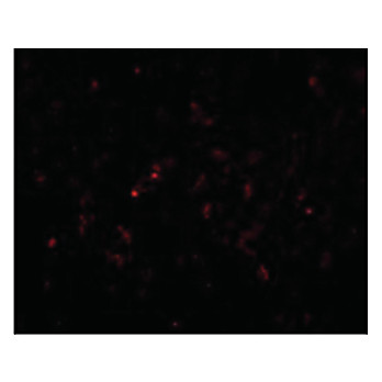 Anti-GSTP1 (RABBIT) Antibody, 100µg, Liquid (sterile filtered)