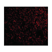Anti-IEX1 (RABBIT) Antibody, 100µg, Liquid (sterile filtered)