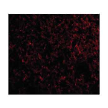 Anti-IEX1 (RABBIT) Antibody, 100µg, Liquid (sterile filtered)