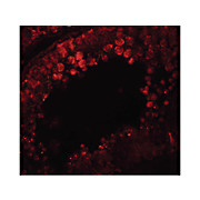 Anti-CRISP2 (RABBIT) Antibody, 100µg, Liquid (sterile filtered)