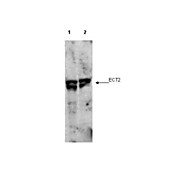 Anti-ECT2 pT790 (RABBIT) Antibody, 100µg, Liquid (sterile filtered)