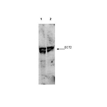 Anti-ECT2 pT790 (RABBIT) Antibody, 100µg, Liquid (sterile filtered)