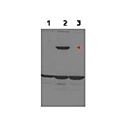 Anti-ASPP1 (RABBIT) Antibody, 100µg, Liquid (sterile filtered)