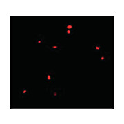 CIDE-B Antibody internal 100µg