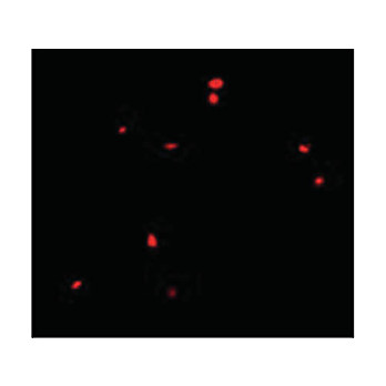 CIDE-B Antibody internal 100µg