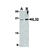 IL-32 Antibody internal 100µg