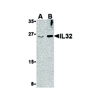 IL-32 Antibody internal 100µg