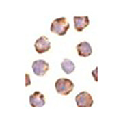 Anti-PUMA (p53 Upregulated Modulator of Apoptosis) (RABBIT) Antibody, 100µg, Liquid (sterile filtered)