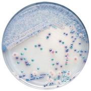 BBL™ CHROMagar™ Candida