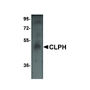 Anti-CLPH (RABBIT) Antibody, 100µg, Liquid (sterile filtered)