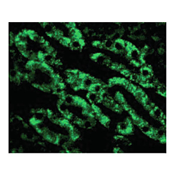 CAD internal Antibody 100µg