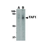 Anti-FAF1 (RABBIT) Antibody, 100µg, Liquid (sterile filtered)