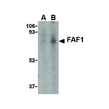 Anti-FAF1 (RABBIT) Antibody, 100µg, Liquid (sterile filtered)