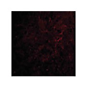 CTRP6 Antibody internal 100µg