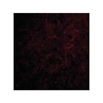 CTRP6 Antibody internal 100µg