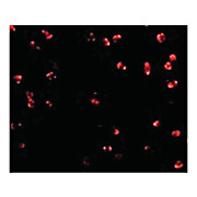 Integrin alpha 4 Antibody 100µg