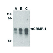 CRMP1 Antibody internal 100µg