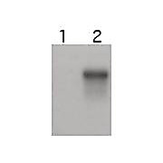 Anti-Cyclin E2 (RABBIT) Antibody, 100µg, Liquid (sterile filtered)