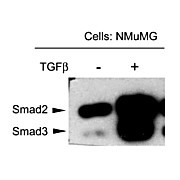 Anti-SMAD3 pT179 (RABBIT) Antibody, 25µL, Liquid (sterile filtered)