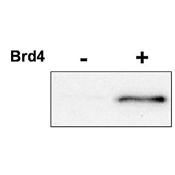 Anti-Cyclin-Dependent Kinase 9 (CDK9) pT29 [RABBIT] Antibody, 100µg, Liquid (sterile filtered)
