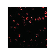 Integrin alpha 4 Antibody internal 100µg