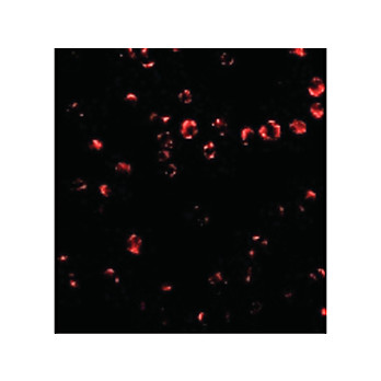 Integrin alpha 4 Antibody internal 100µg