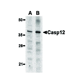 Anti-Caspase-12 (Small) (RABBIT) Antibody, 100µg, Liquid (sterile filtered)