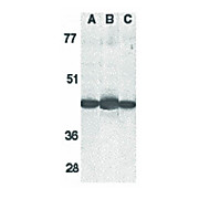 Anti-Caspase-13 (RABBIT) Antibody, 100µg, Liquid (sterile filtered)