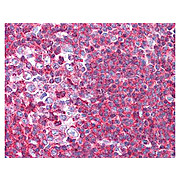 Anti-Sipa1 (RABBIT) Antibody, 100µg, Liquid (sterile filtered)