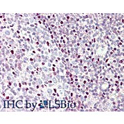 Anti-CTCF (RABBIT) Antibody, 100µg, Liquid (sterile filtered)