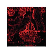 IRF3 Antibody cterm 100µg