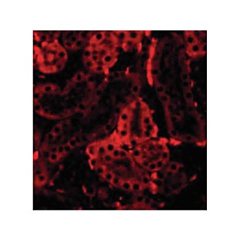 IRF3 Antibody cterm 100µg