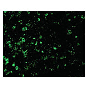 ICAD Antibody 100µg